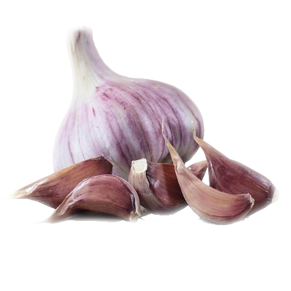 Lyubasha garlic bulb